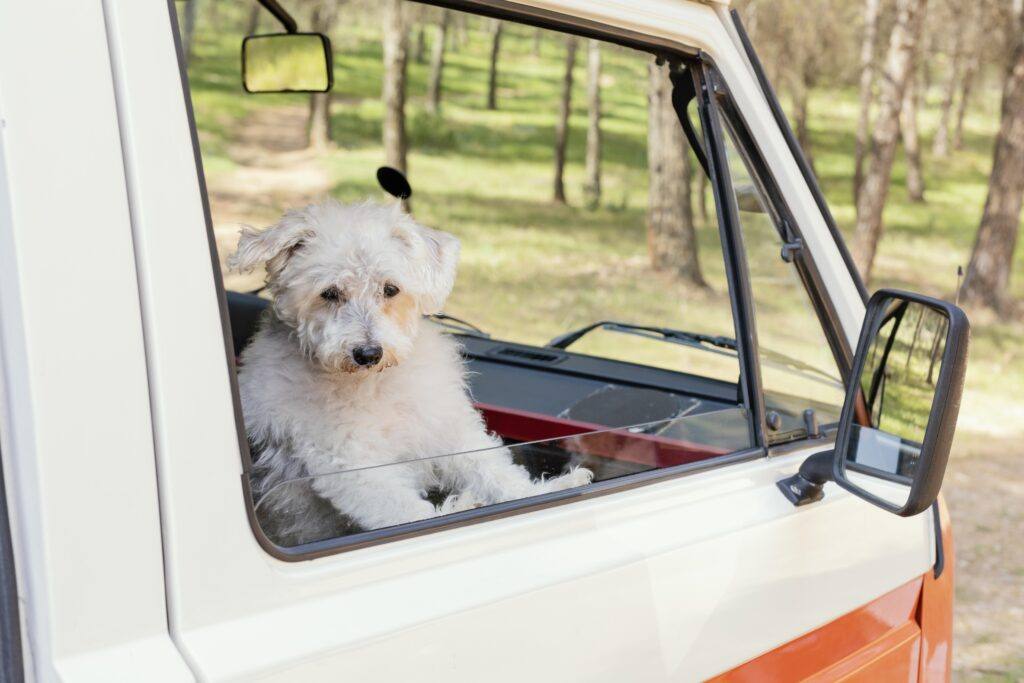 AZAR4 - adorable dog sitting car window 1024x683 1 - Dog in a Camper – How to Travel with Your Four-Legged Friend?