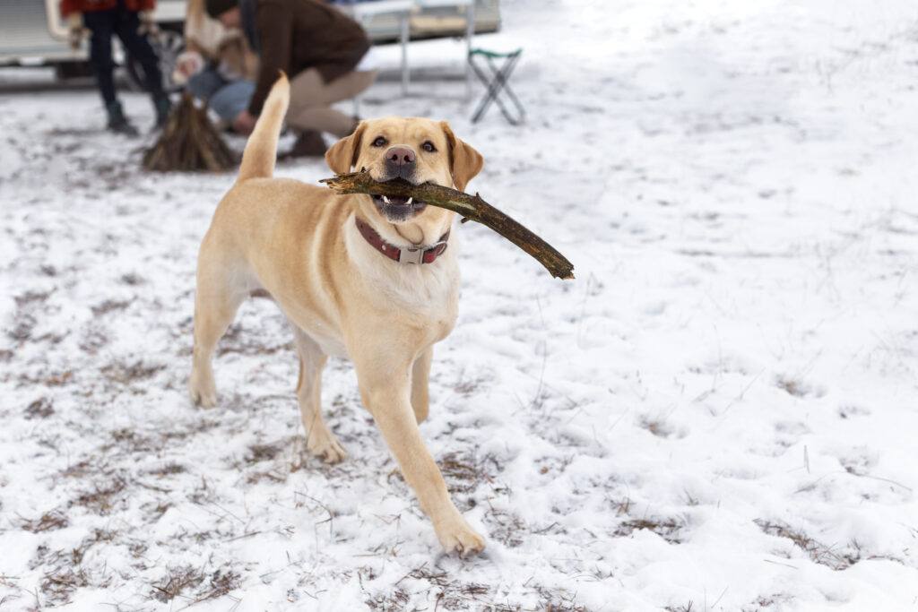 AZAR4 - close up cute dog holding stick 1024x683 1 - Dog in a Camper – How to Travel with Your Four-Legged Friend?