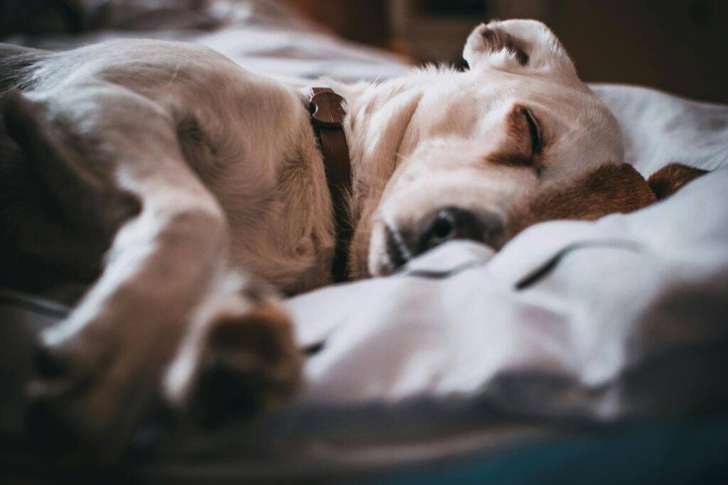 AZAR4 - pexels fotios photos 791862 1 1024x683 1 - Dog in a Camper – How to Travel with Your Four-Legged Friend?